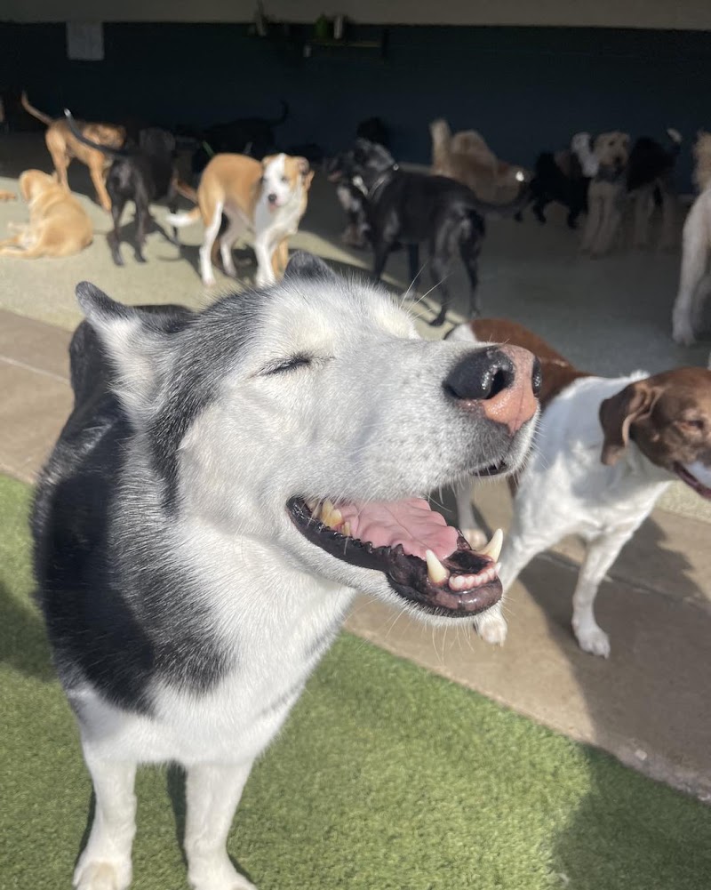 Hounds Lounge Pet Resort and Spa - Fayetteville