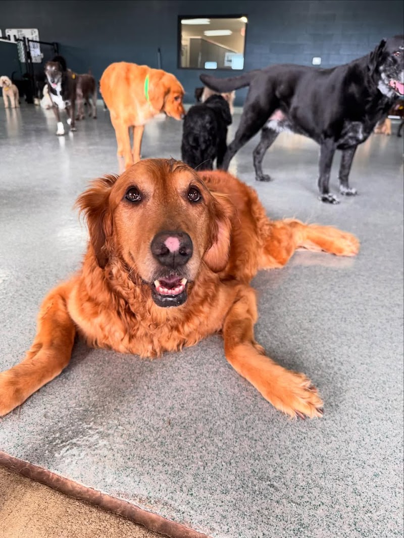 Hounds Lounge Pet Resort and Spa - Rogers