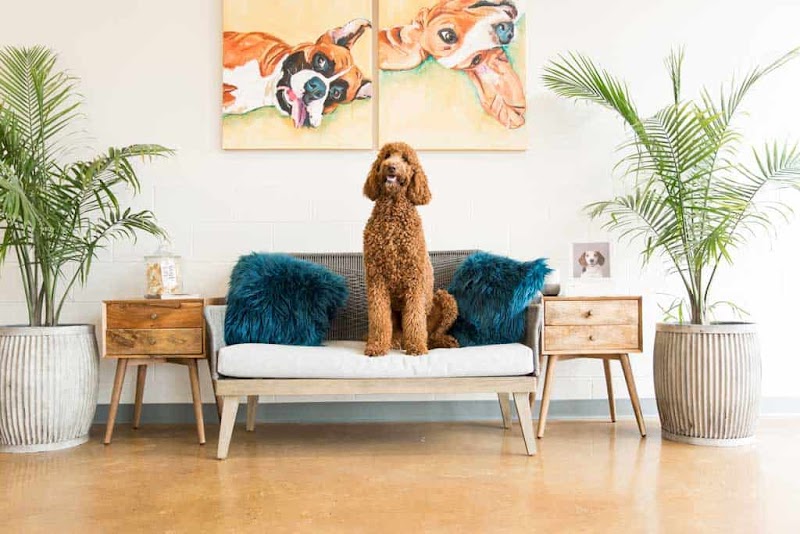 Hounds Lounge Pet Resort and Spa - West Little Rock