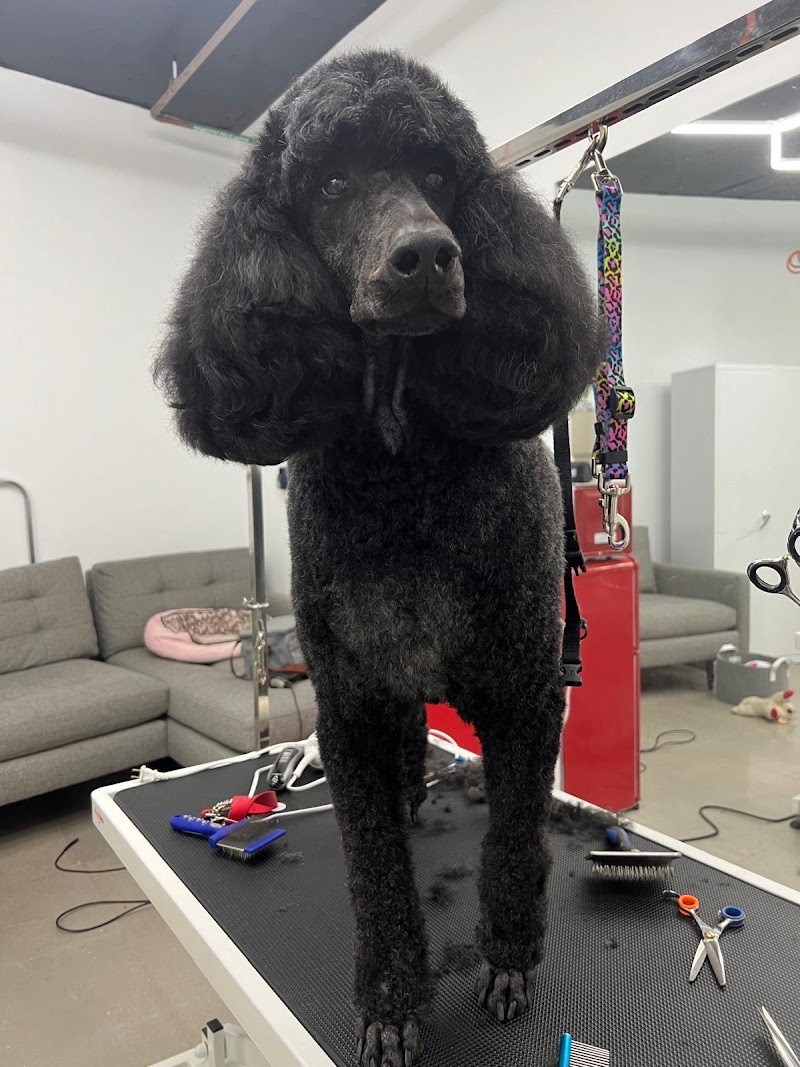 Howl Nation Boutique Dog Hotel & Grooming