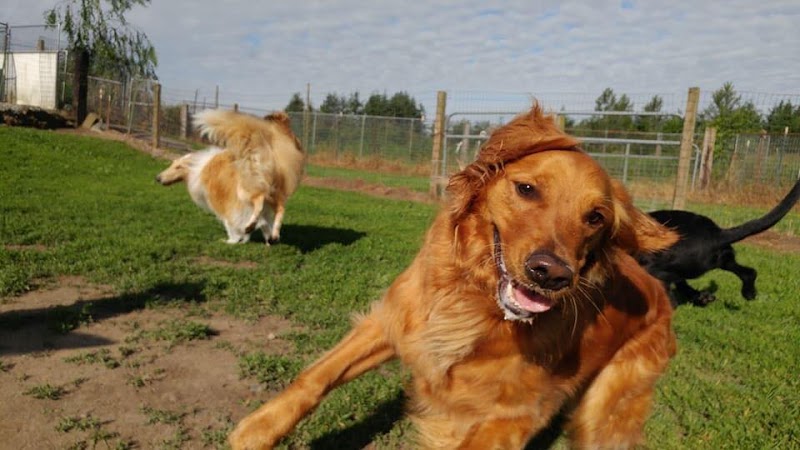 Hyline Hotel for Dogs