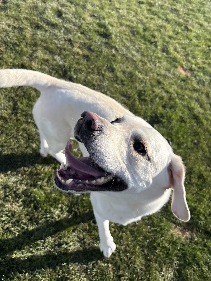 Idaho Elite K-9 Boarding Suites