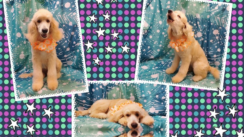 Indian Shoals Pet Resort & Grooming Salon