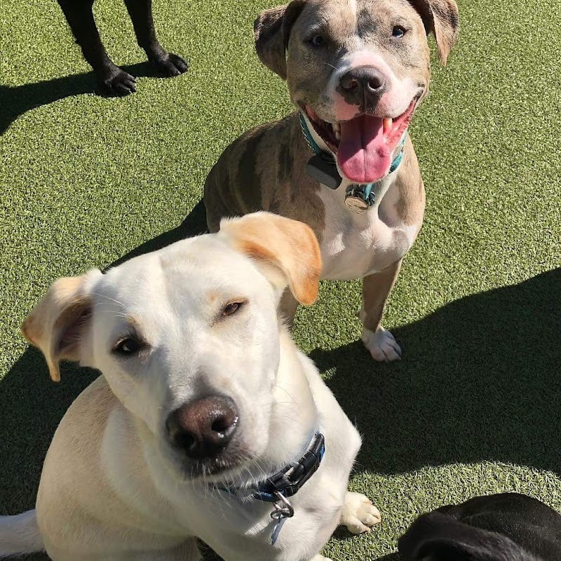 Indulge Pet Resort
