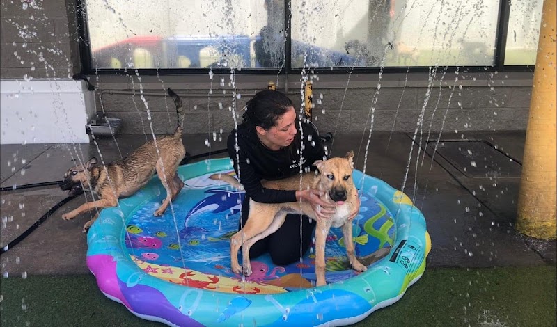 INN The Dog House - Boynton Beach