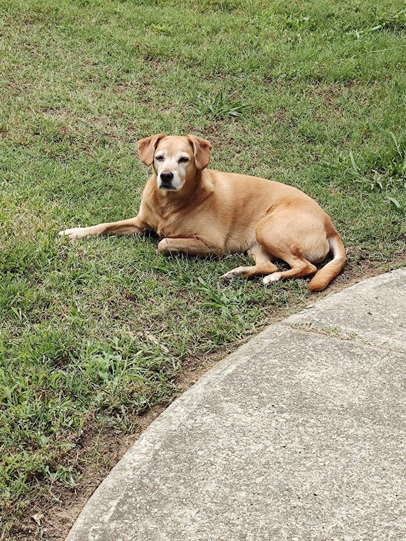 Irmo Pet Retreat