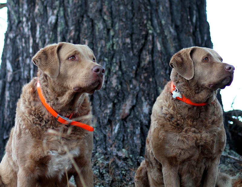 Itasca Dog Lodge