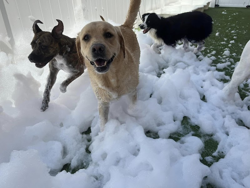 It's a Dog's Life Resort & Spa