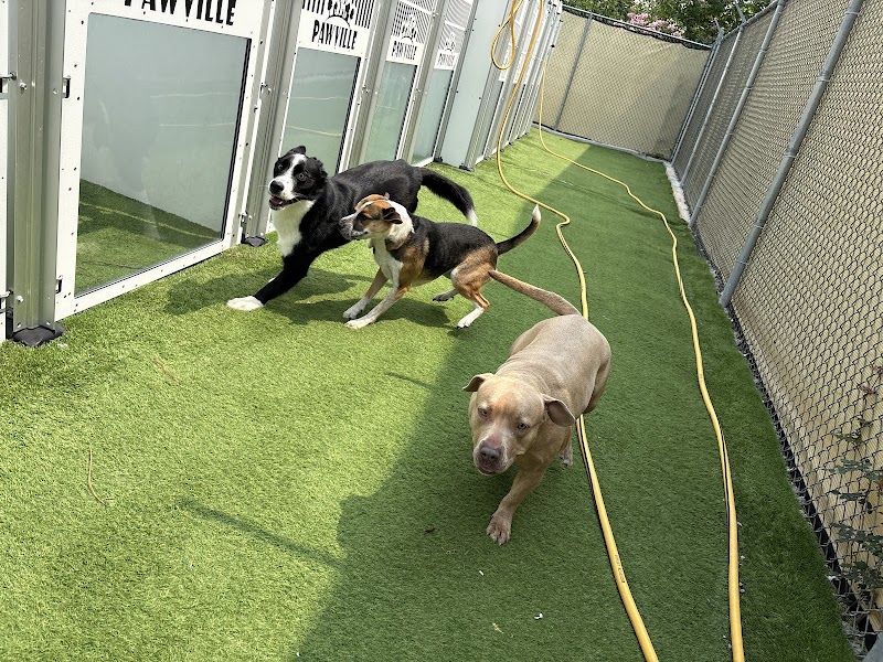 Jacksonville Pawville - Pet Boarding, Grooming, Daycare, Training