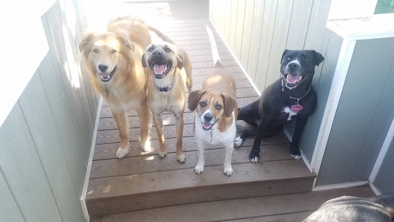 Jerzey's Dog Resort