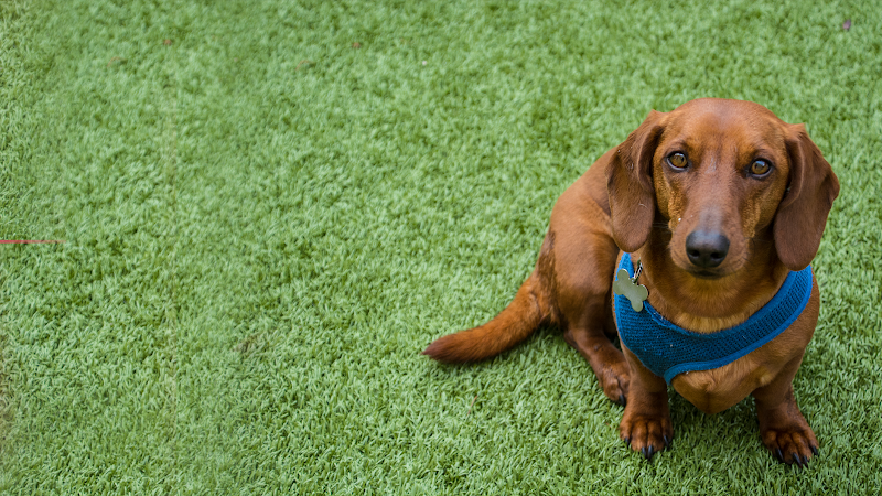 JM Pet Resort & Veterinary Clinic