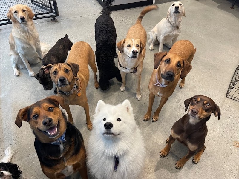 JoJo & Co Pet Club