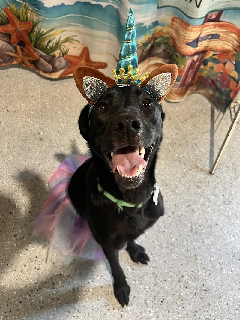 Joy’s landing doggie daycare resort