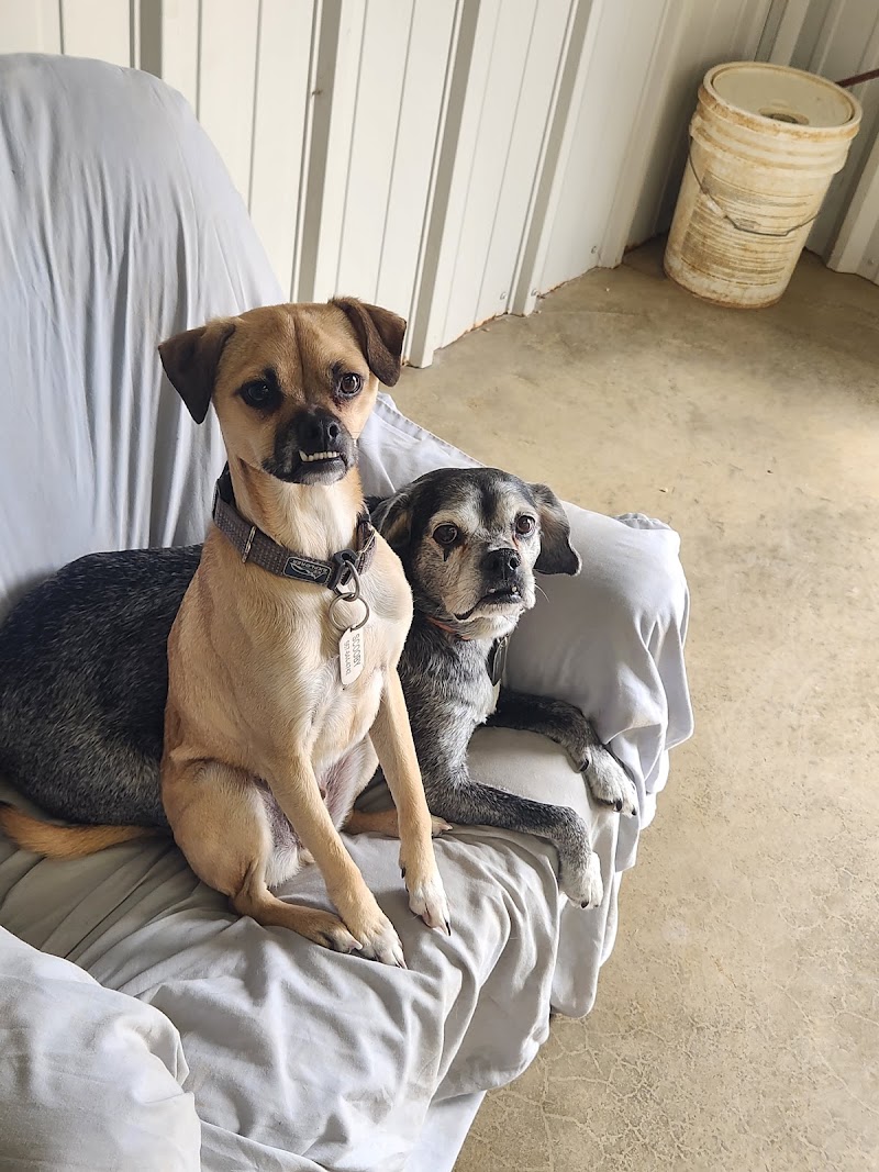 K-9 Clubhouse