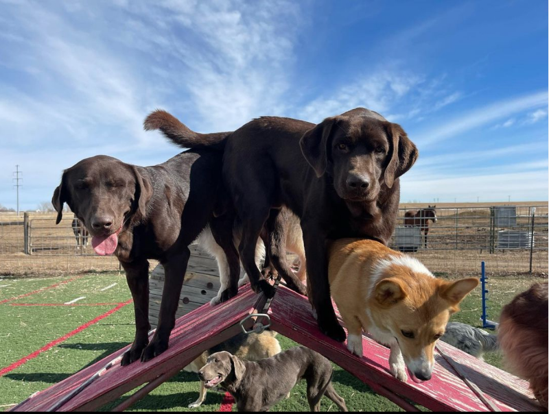 K9cation