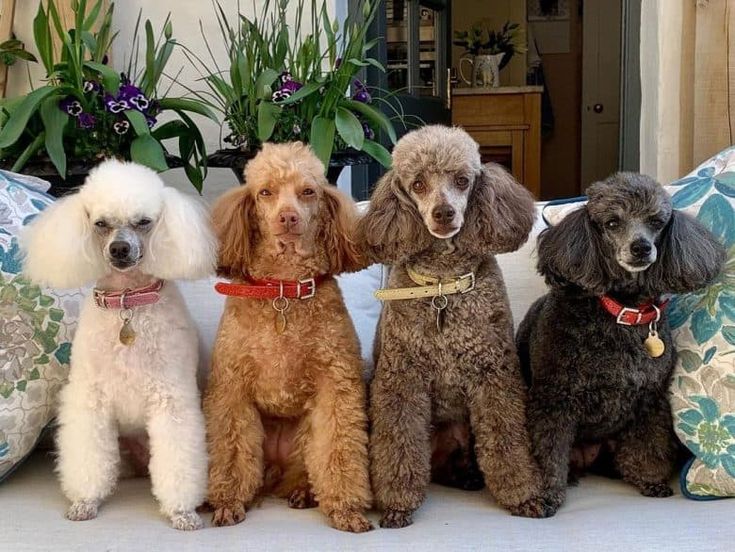 Kandys Pups 'N' Stuff Pet Spa & Hotel