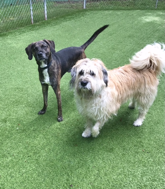 Kennelina Pet Resort