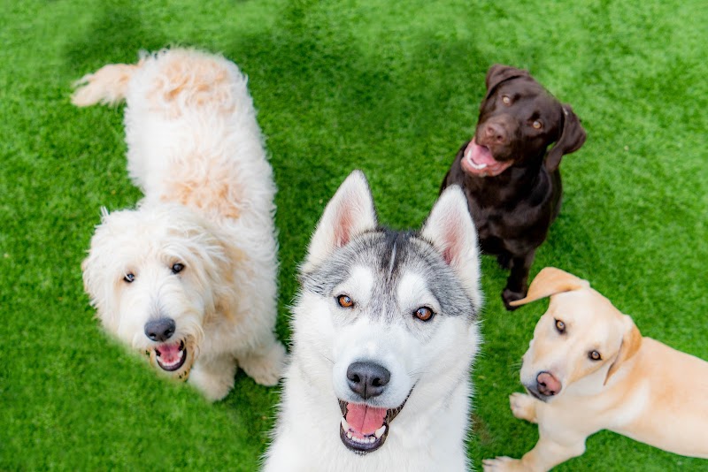 Kennelwood Pet Resort