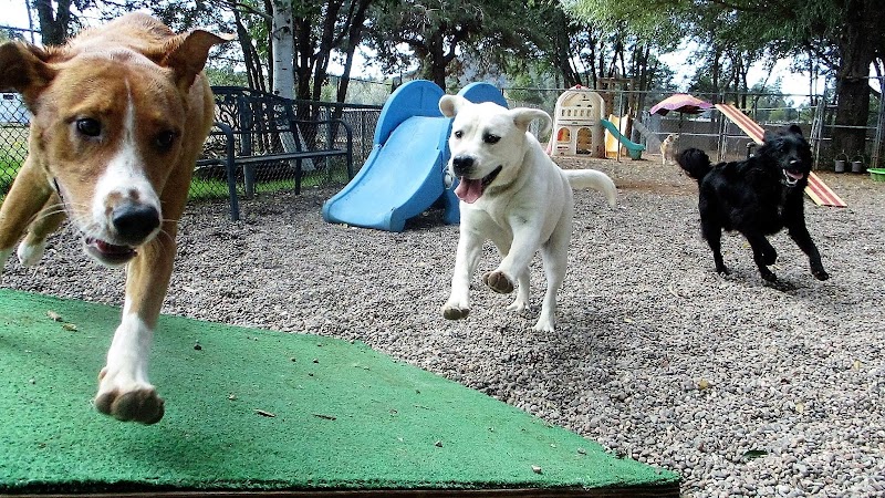 Kingsmark Kennels