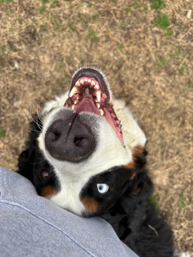 Lake Wylie Pet Resort and Spa
