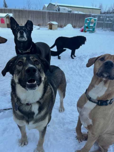 Lakeside Pet Retreat LLC.
