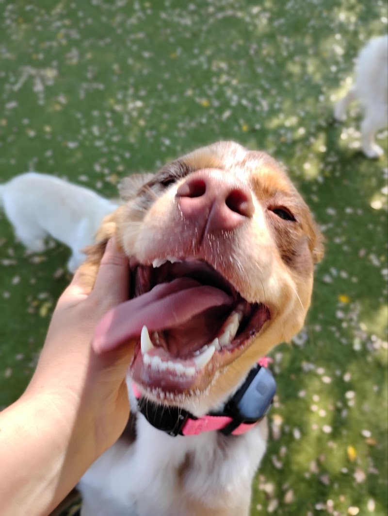 Le Chateau Pet Resort - Amarillo Pet Boarding
