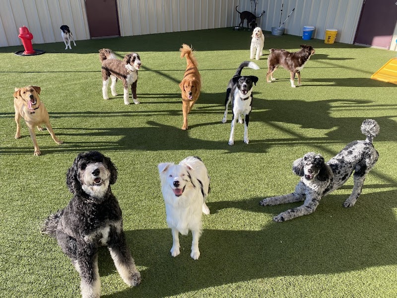 Le Chateau Pet Resort - Wichita Falls Pet Boarding