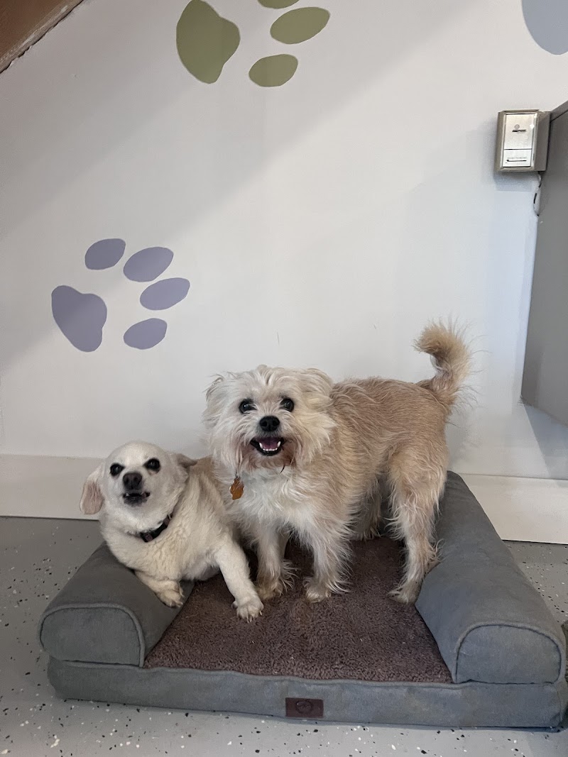 Little Paws Dog Daycare & Boarding