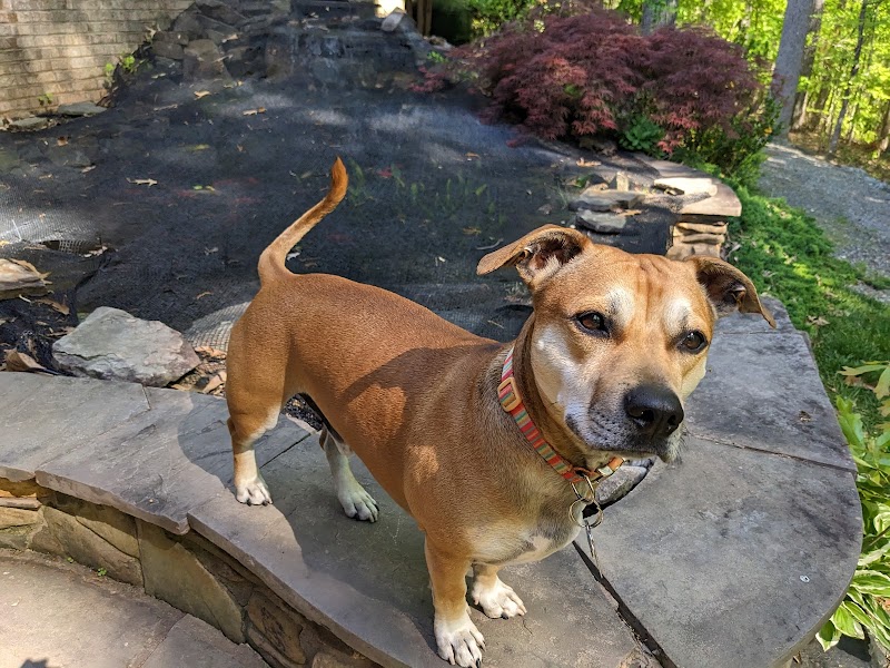 Little Ponderosa Pet Resort & Spa