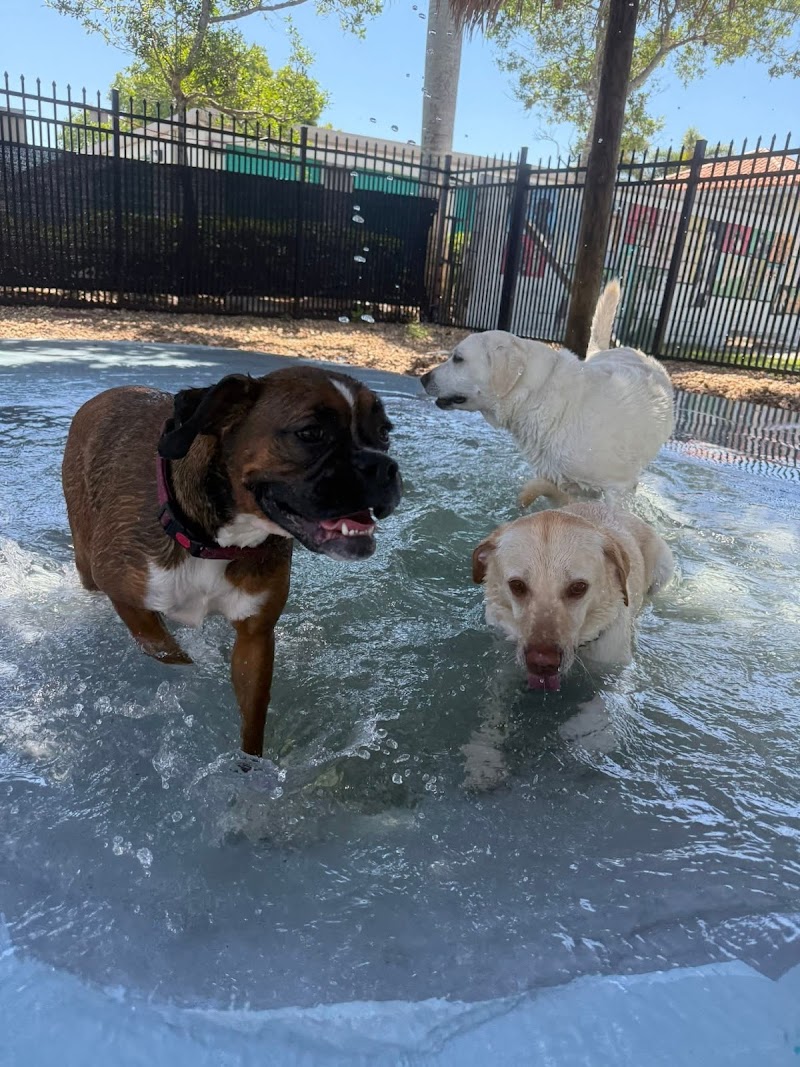 Love My Dog Resort & Waterpark