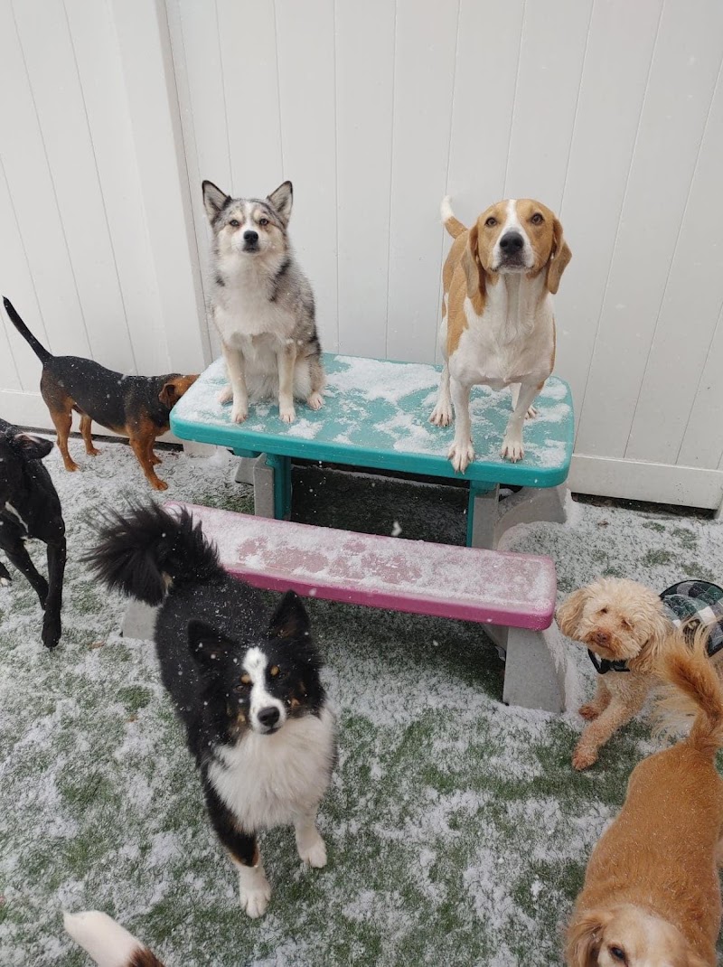 Lucky Dog Luxury Daycare & Boarding