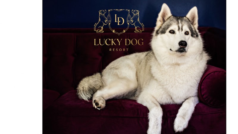 Lucky Dog Resort