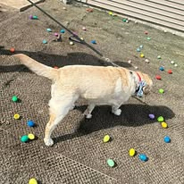 Lucky Paws Pet Boutique, L.L.C.