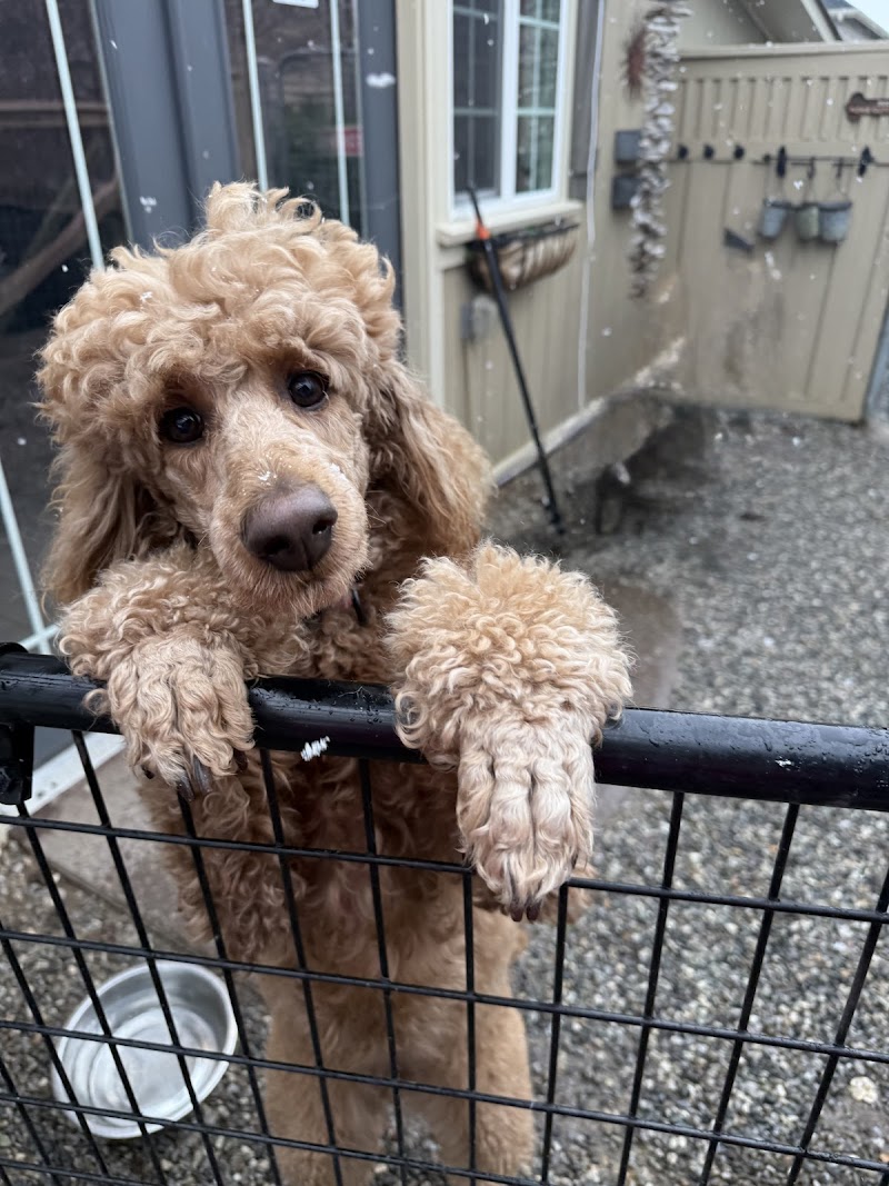 Lucky Paws Pet Retreat