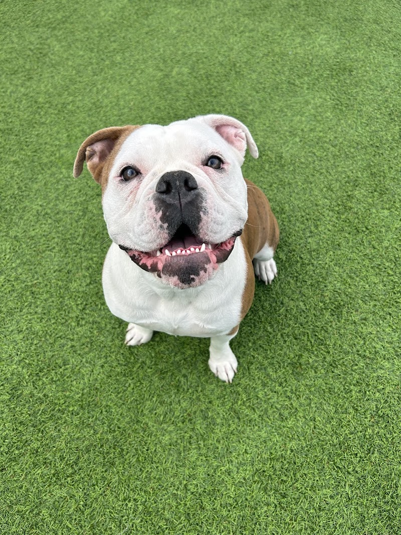 Luna Pet Resort