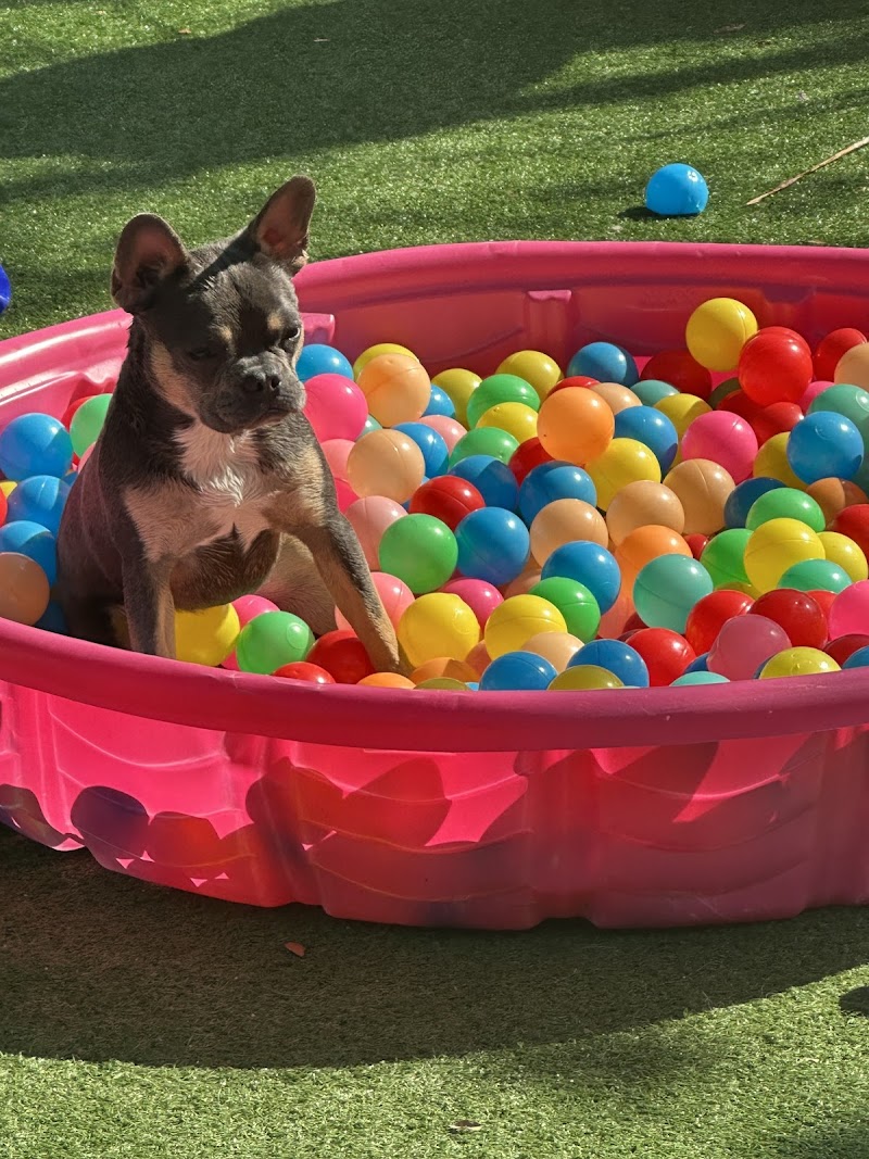 Lush Dog Resort