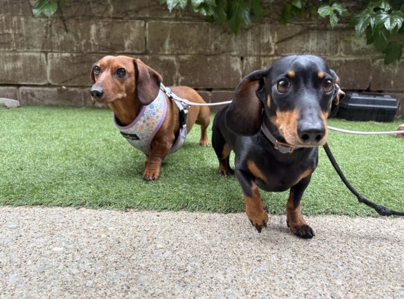 Luxe Lakeshore Leashes Doggy Daycare & Boarding