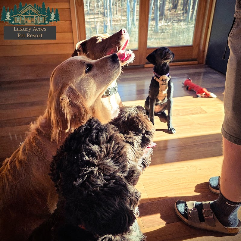 Luxury Acres Pet Resort