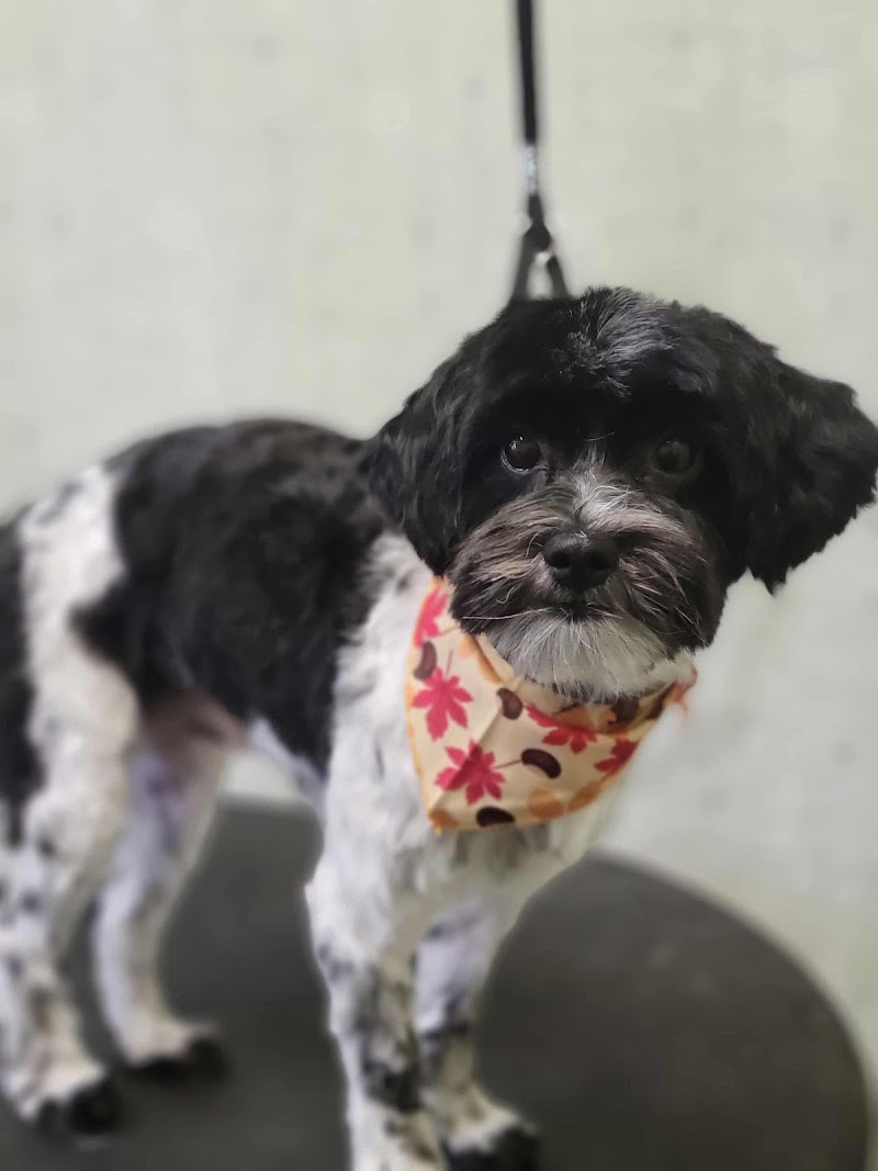 Man's Best Friend Pet Resort