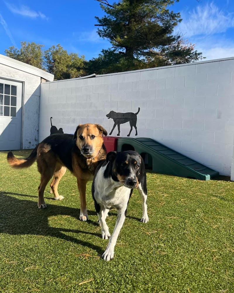 Marta's Vineyard Canine Resort
