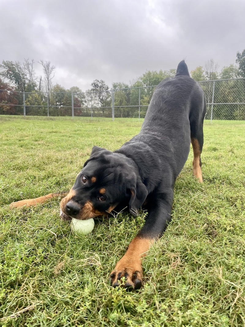 Mary's Menagerie Doggy Day Care & Pet Boarding