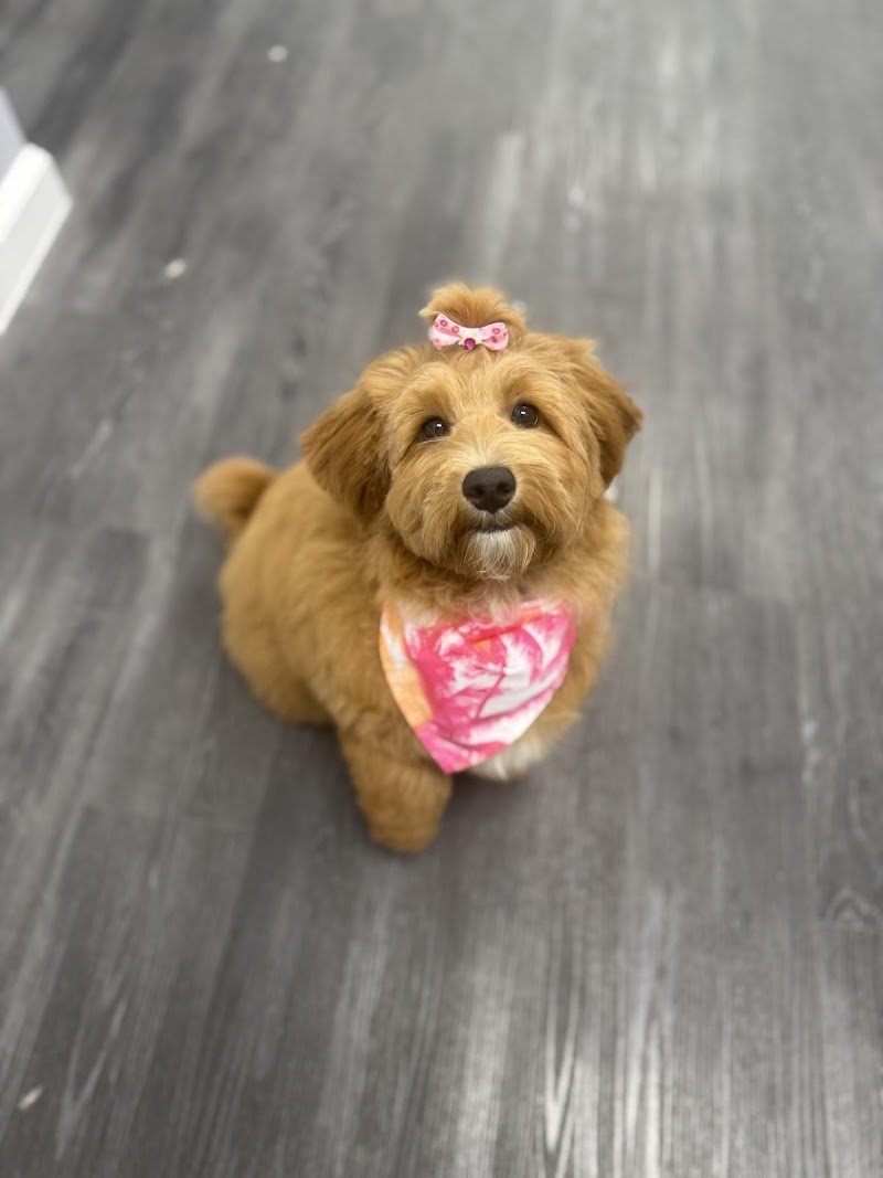Maui Dog Resort