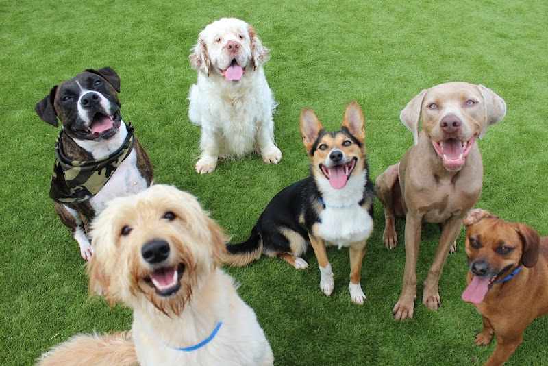 Meadowlake Pet Resort