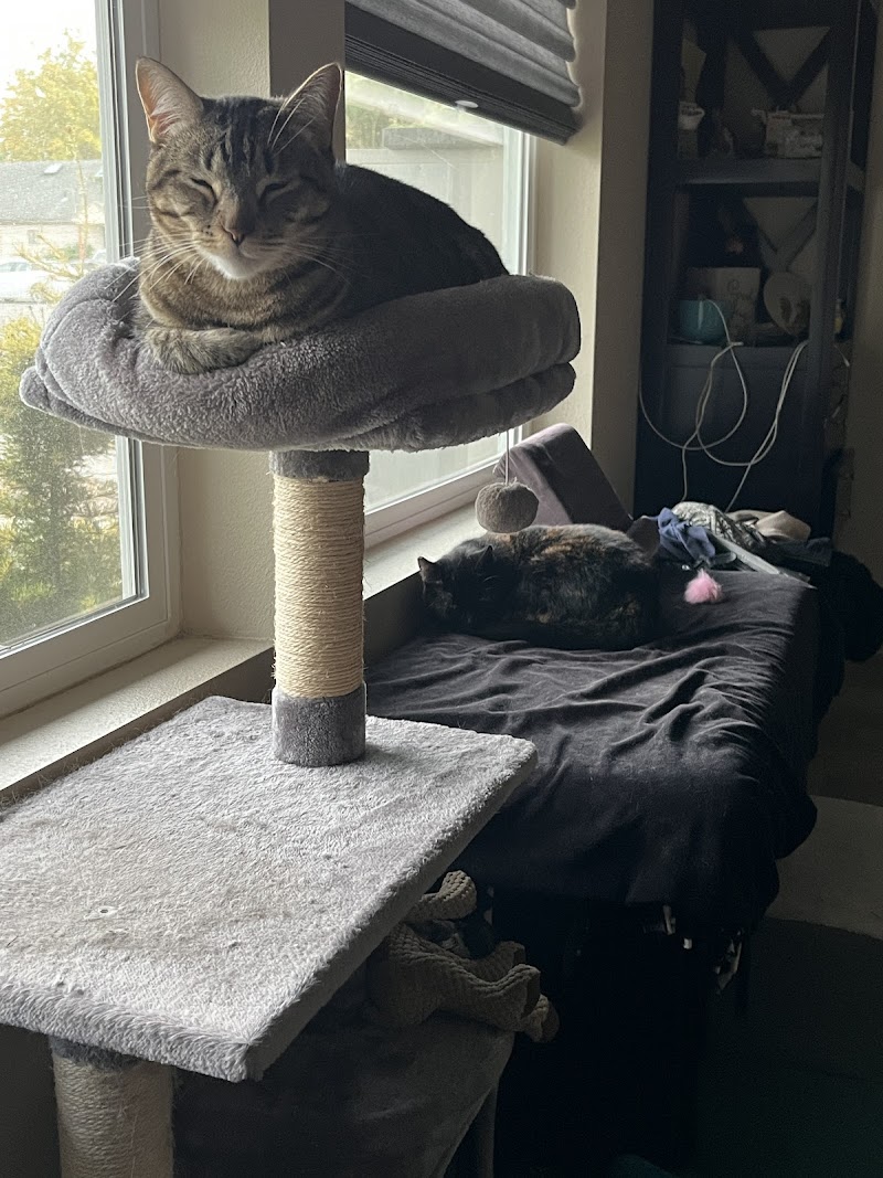 Meowhaus 1 Feline Boarding & Day Spa