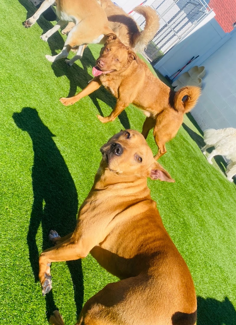 Midtown Pawville - Pet Boarding, Grooming, Daycare, Training