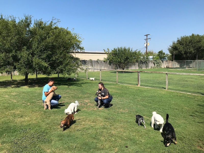 Midtown Pet Retreat
