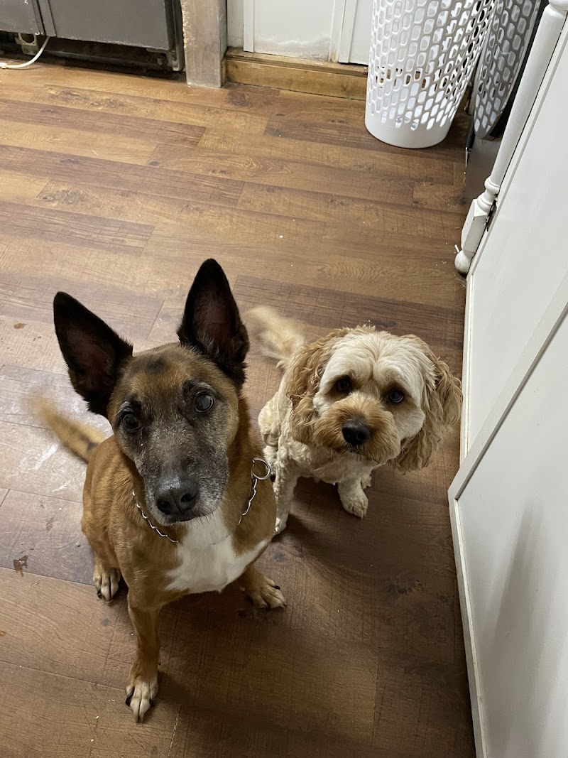 Mosa Pet Spa & Resort