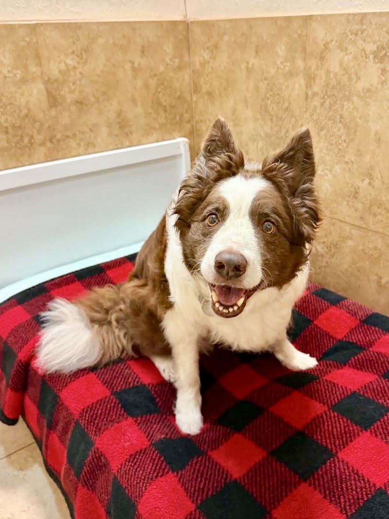 Mount Pleasant Avenue Premier Canine Villas and Spa