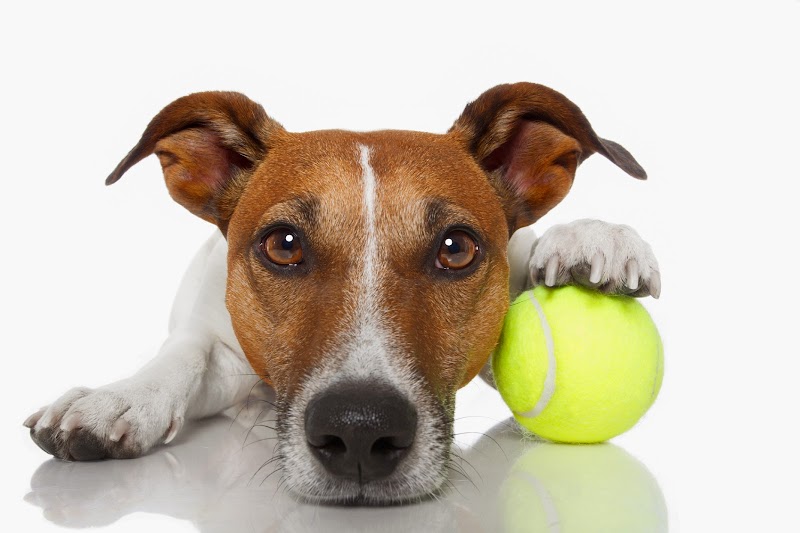 Murray Pet Resort & Spa
