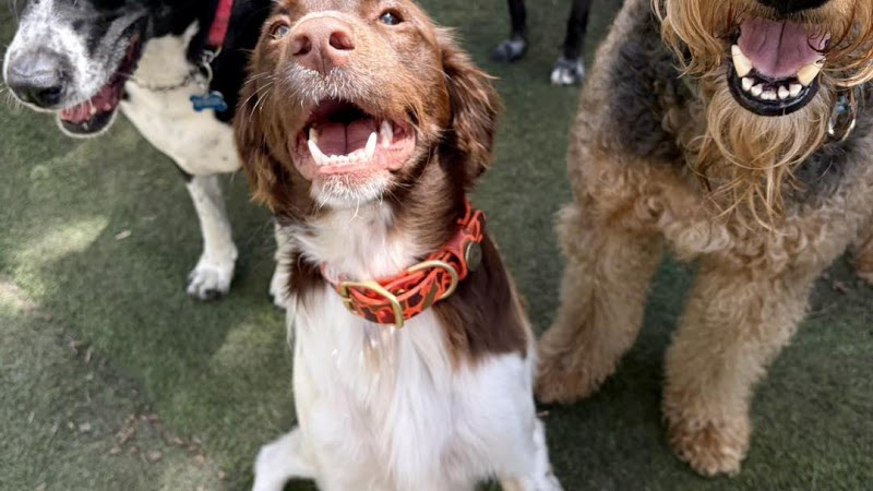 Must Love Dogs Dog Daycare and Boarding